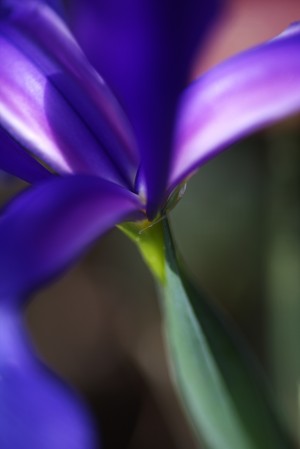 Rich Purple Iris